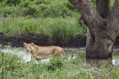 A lioness beats the heat of the Serengeti by taking a dip in a s photo