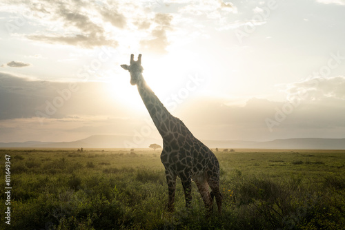 A giraffe stands against a brilliant sunset in the Serengeti. photo