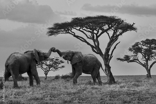 Young Elephants at play in black and white in front of Baobab tr photo
