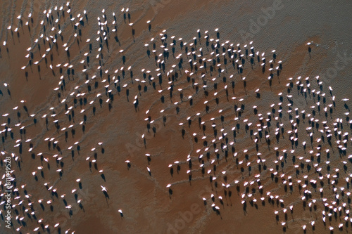 A large flock of flamingo congregate on Lake Nakuru, seen from a photo