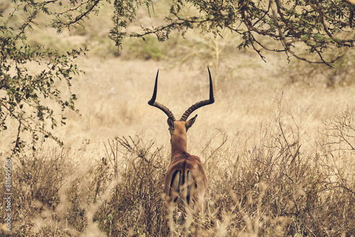 A Thompson's Gazelle surveys a dry grassland for threats. photo