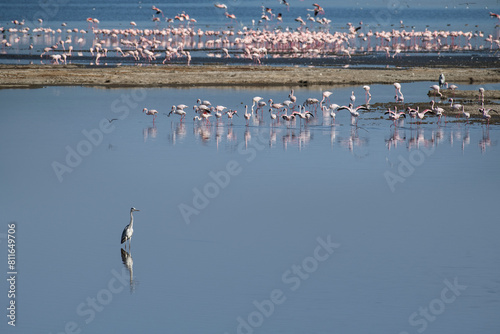 A crane reflected in the still waters of Lake Nakuru with a floc photo