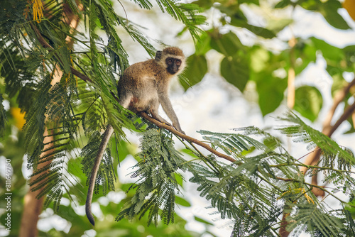 A vervet monkey nimbly jumps around the tree tops near Lake Many photo