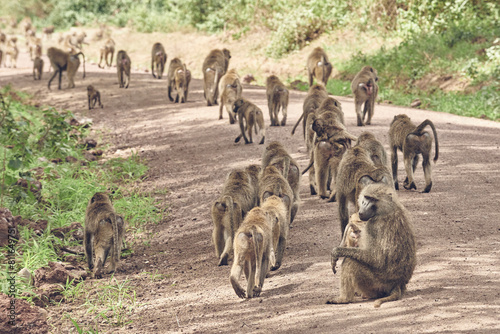 A troop a baboons strolls down a dirt road near Lake Manyara photo