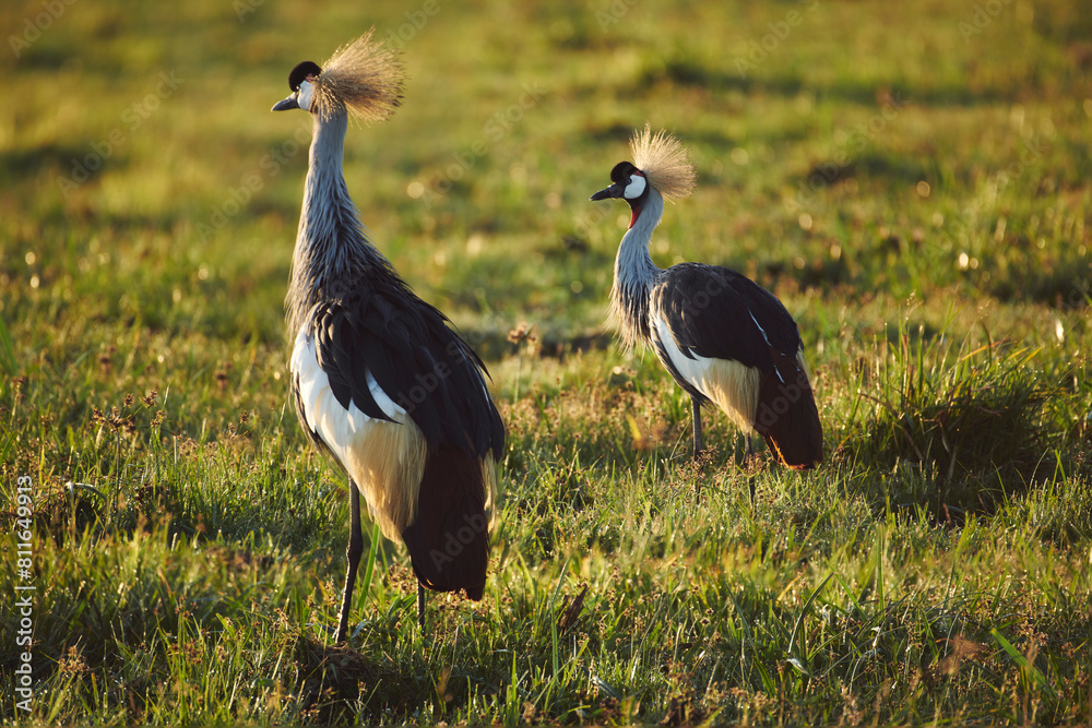 A couple of crowned cranes glow orange at sunrise with its ornat A couple of crowned cranes glow orange at sunrise with its ornat