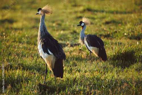 A couple of crowned cranes glow orange at sunrise with its ornat photo