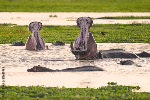 A couple of hippos show off their giant jaws in a colorful pond photo