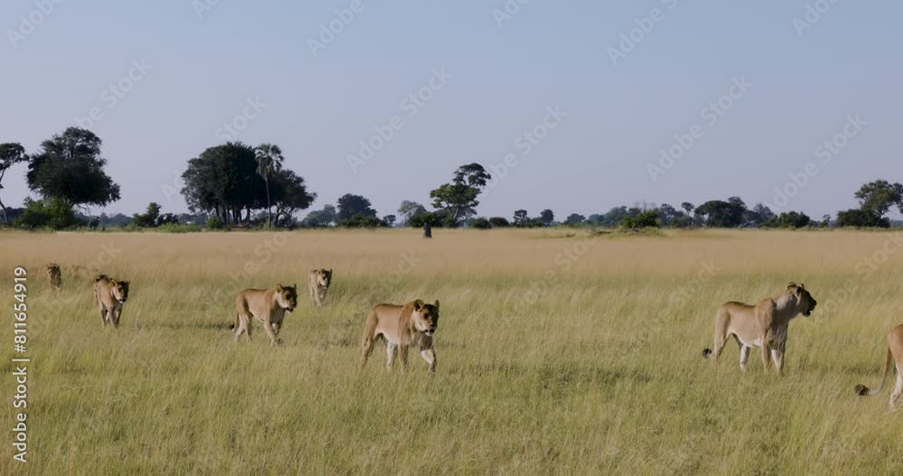 Close-up. Spectacular large group of lionesses walking with young cubs in the African bush Close-up. Spectacular large group of lionesses walking with young cubs in the African bush
