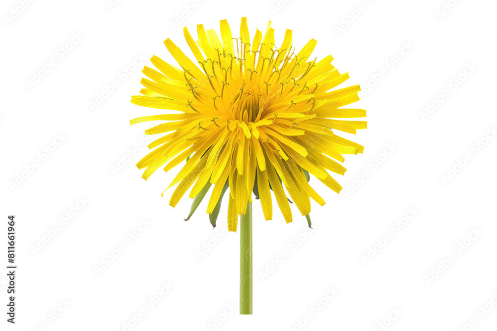 Fototapeta premium Vibrant dandelion isolated on transparent background