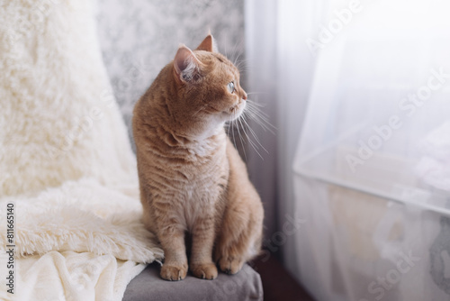 Wallpaper Mural cute scared British shorthair kitten of golden color sitting on a black background Torontodigital.ca