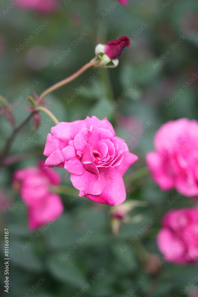 pink roses in garden pink roses in garden