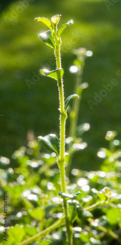 nature green seedlings plants growing on tree life concept background wildlife focus closeup 