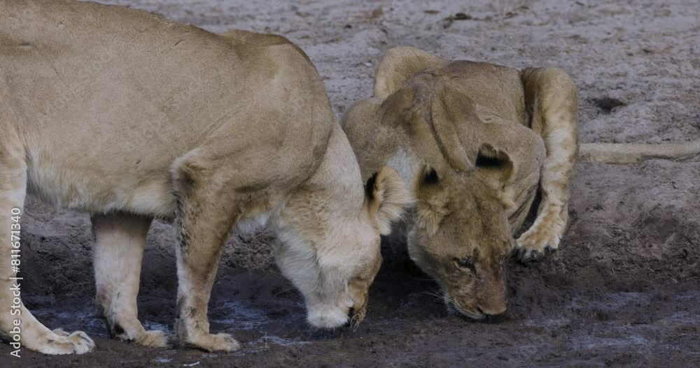 Close-up. Two lionesses trying to drink water from a dried up waterhole. Drought. Climate change Close-up. Two lionesses trying to drink water from a dried up waterhole. Drought. Climate change