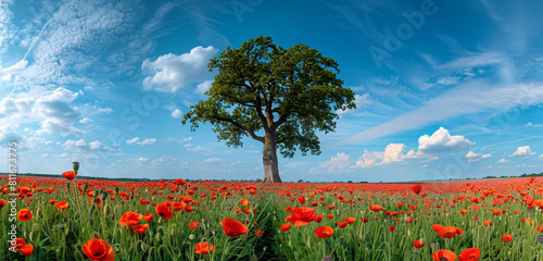 Strength and endurance portrayed by an oak in a poppy field on Memorial Day.