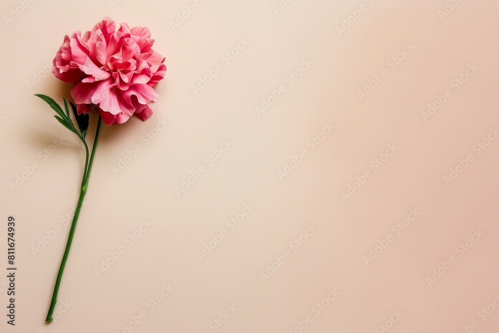 Fototapeta premium beautiful pink carnation flower on plain background