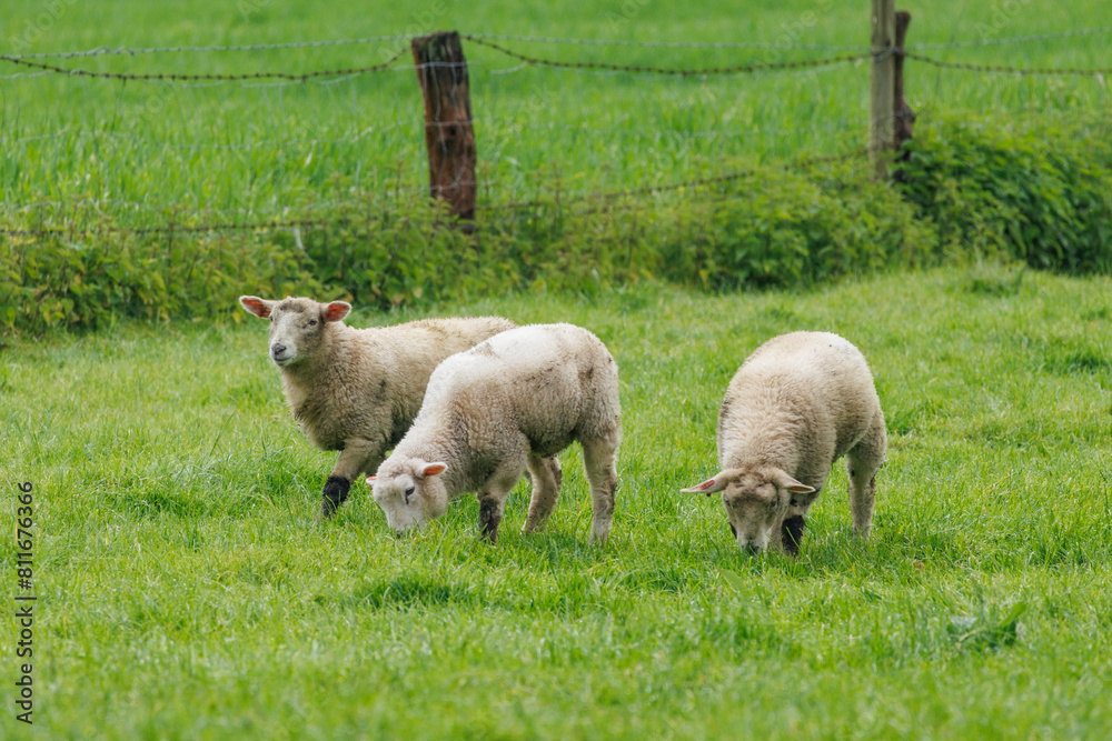 Obraz premium Schafe im Münsterland