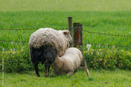 Schafe im Münsterland