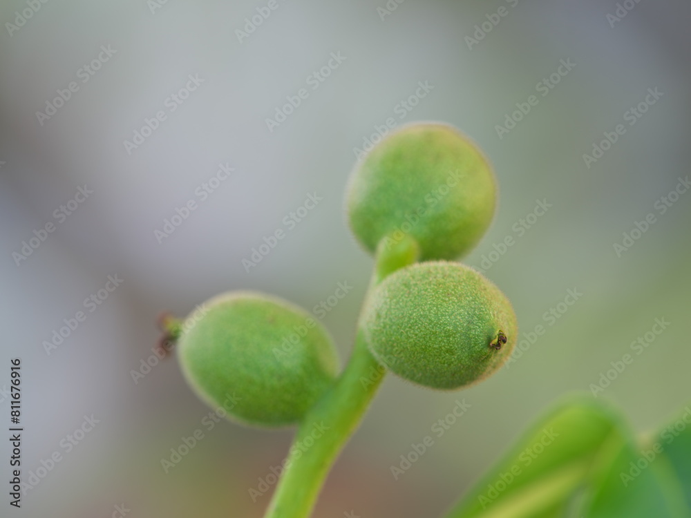 Tokyo, Japan - May 11, 2024: Green imature walnuts on walnut tree Tokyo, Japan - May 11, 2024: Green imature walnuts on walnut tree