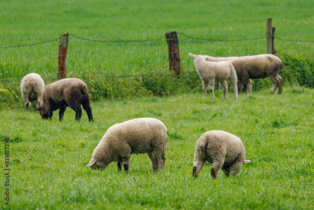 Schafe im Münsterland