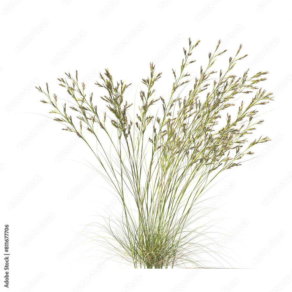 Cymbopogon ambiguus, Australian lemon-scented grass, bushes, shrubs, evergreen, small tree, bush, tree, big tree, light for daylight, easy to use, 3d render, isolated Cymbopogon ambiguus, Australian lemon-scented grass, bushes, shrubs, evergreen, small tree, bush, tree, big tree, light for daylight, easy to use, 3d render, isolated