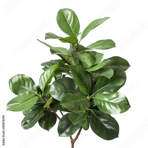 A green plant with large leaves on a white background, a branch with some magnolia leaves