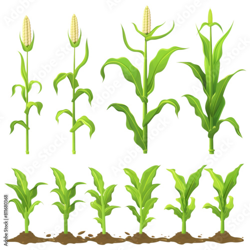 A set of various stages of corn growth isolated on a white background