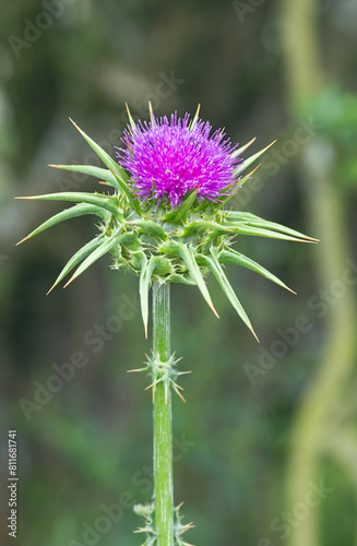 red flowering Milk thistle close-up