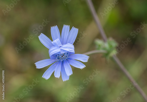 chicory flower on a blurred background close up