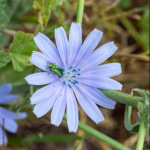 beautiful chicory flower with insect Anthaxia hungarica close up