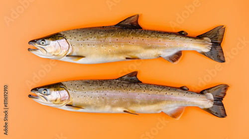 two brown trouts, Salmo trutta, species of salmonid ray-finned fish on a orange background photo