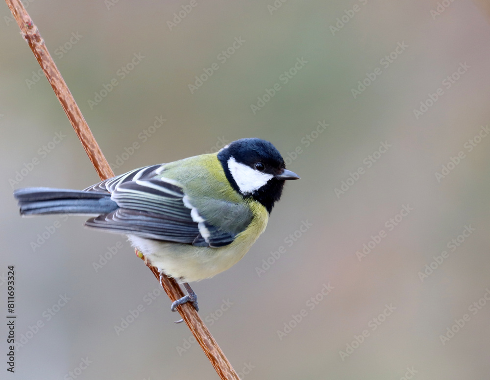 Obraz premium Great tit