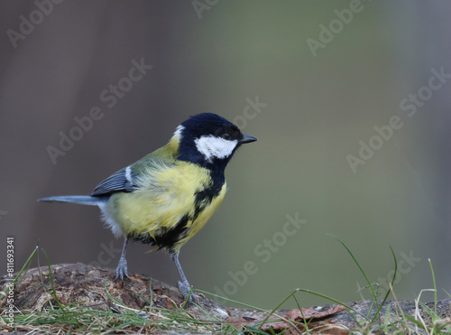 Great tit