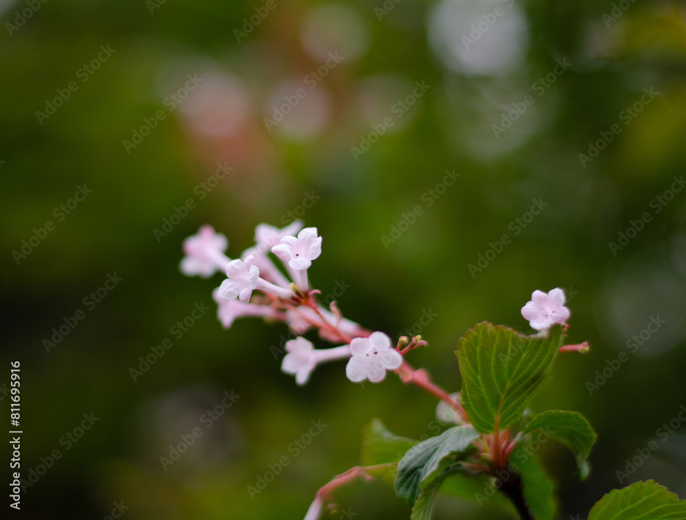 Beautiful flowers in Germany with blurry backgrounds Beautiful flowers in Germany with blurry backgrounds