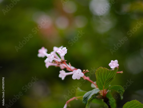 Wallpaper Mural Beautiful flowers in Germany with blurry backgrounds Torontodigital.ca