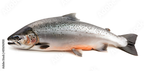 Salmon fish isolated on white background