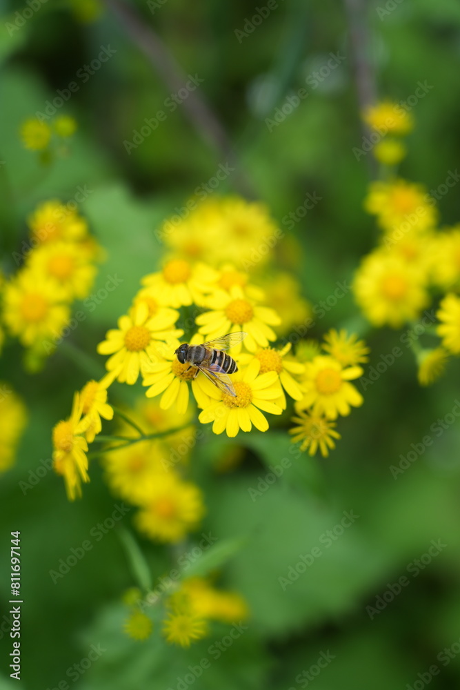 bee on dandelion