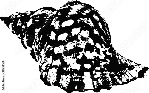 Black and white illustration sketch of a shell hand drawing vector isolated on white background.