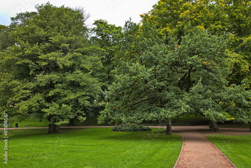 Giant trees in public park Slottsparken at the Royal Palace in Oslo, Norway, Europe
 photo