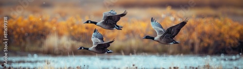 A flock of geese flies over a lake in the fall photo