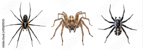 Spider full body isolate on transparency background PNG