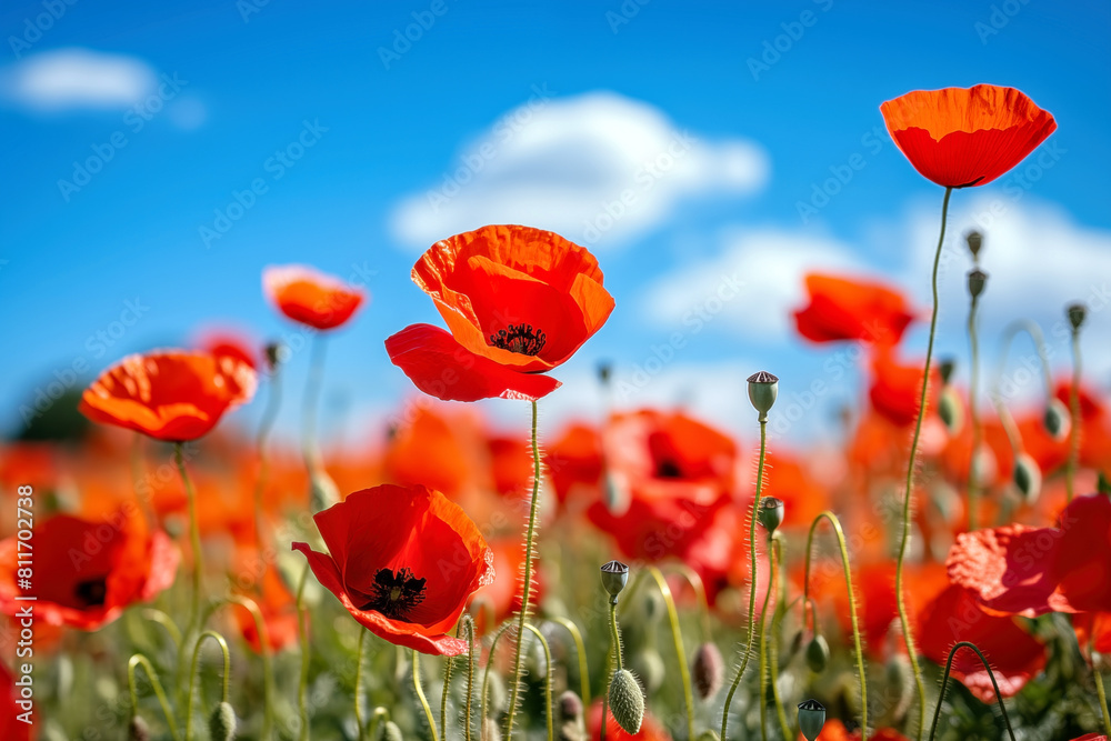 Obraz premium Red poppies in a field on a background of blue sky, selective focus