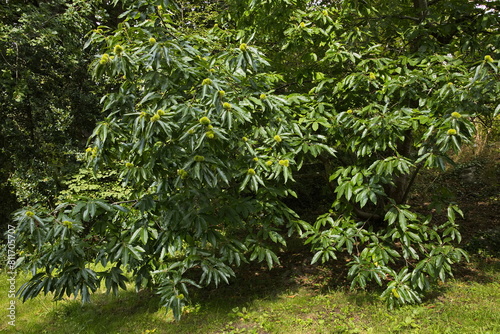 Sweet chestnut tree in botanical garden in Göteborg, Sweden, Europe 