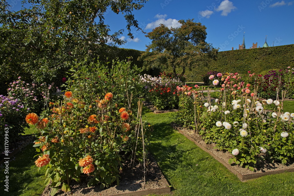 Dahlia flowers in the palace garden of Egeskov near Kværndrup, island of Funen, Denmark, Europe
