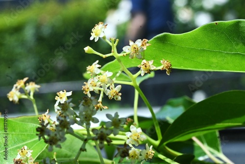 Camphor tree ( Cinnamonum camphora ) flowers. Lauraceae evergreen tree. It produces panicles in early summer and produces small pale yellow flowers.