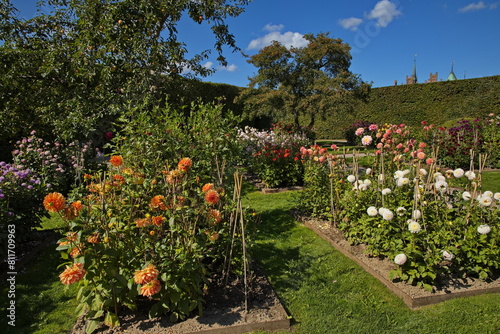 Dahlia flowers in the palace garden of Egeskov near Kv  rndrup  island of Funen  Denmark  Europe 