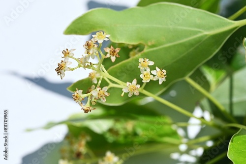 Photos Camphor tree ( Cinnamonum camphora ) flowers