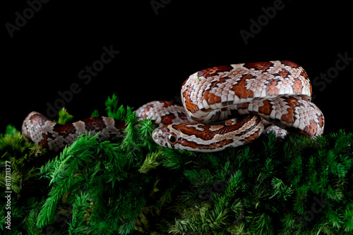 Quadro em tela Okeetee Corn Snakes (Elaphe guttata guttata) is a non-venomous species native to North America