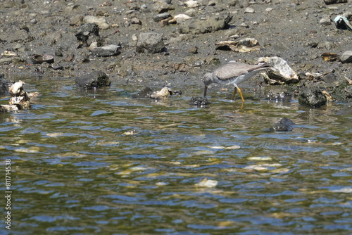 grey tailed tattler in a field photo