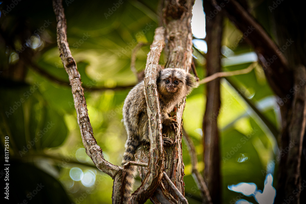 Fototapeta premium A Baby White-Tufted Marmoset (Callithrix jacchus) clinging to a Tree in Rio de Janeiro, Brazil