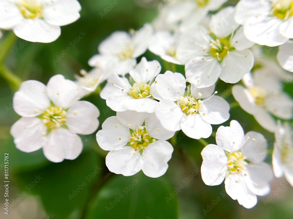 White flowers Spirea (spiraea cantoniensis) close-up White flowers Spirea (spiraea cantoniensis) close-up
